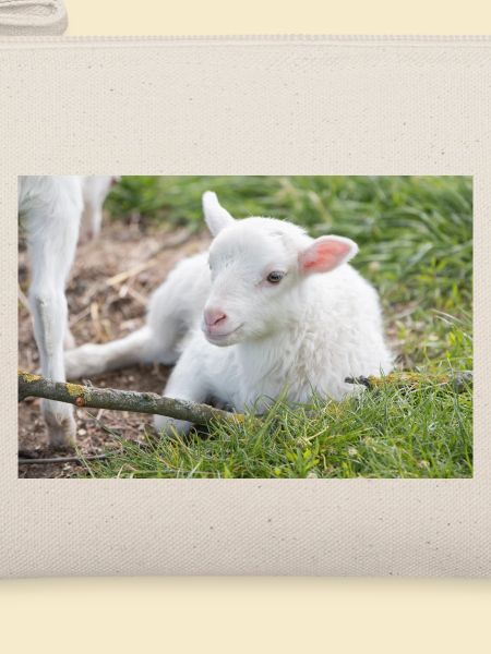 Lämmchen (Ovis) Lamm