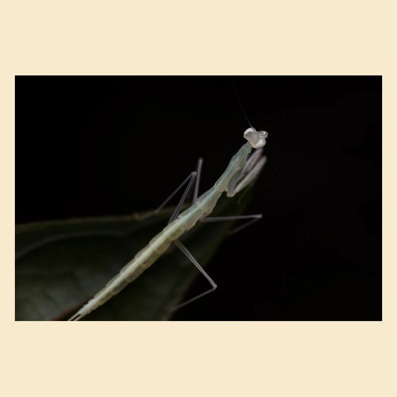 Sinomantis denticulata Nymphe - Glasmantis