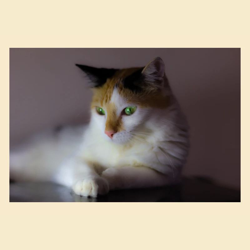 le chat au doux regard