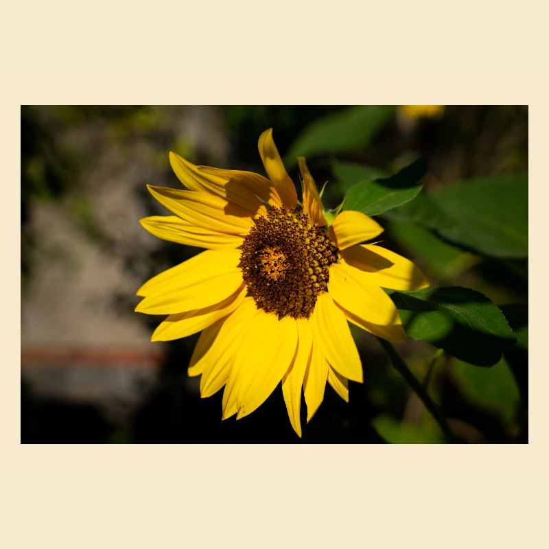 Sonnenblume
