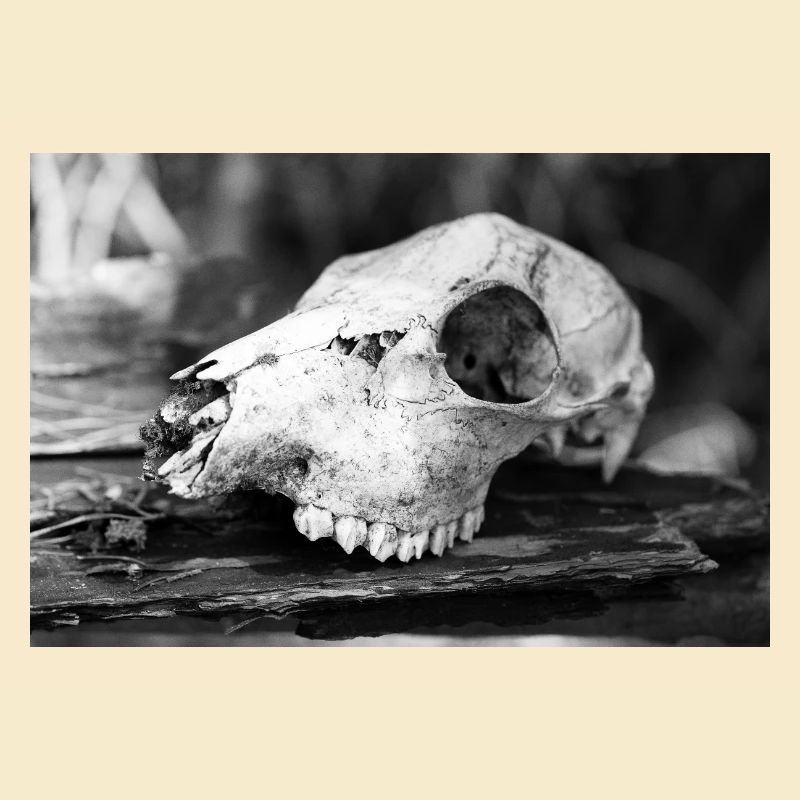 Skull