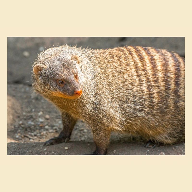 Gebänderte Manguste oder Zebramanguste