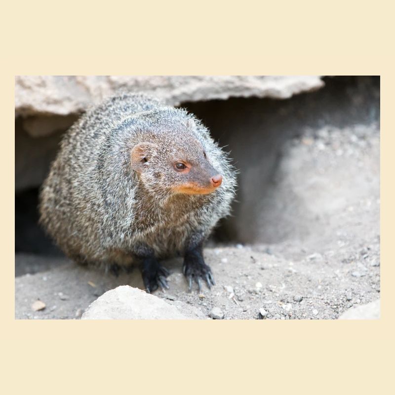 Gebänderte Manguste oder Zebramanguste