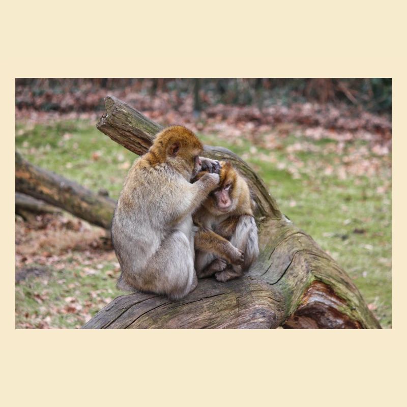 Barbary macaques (Berberaffe) Macaca sylvanus