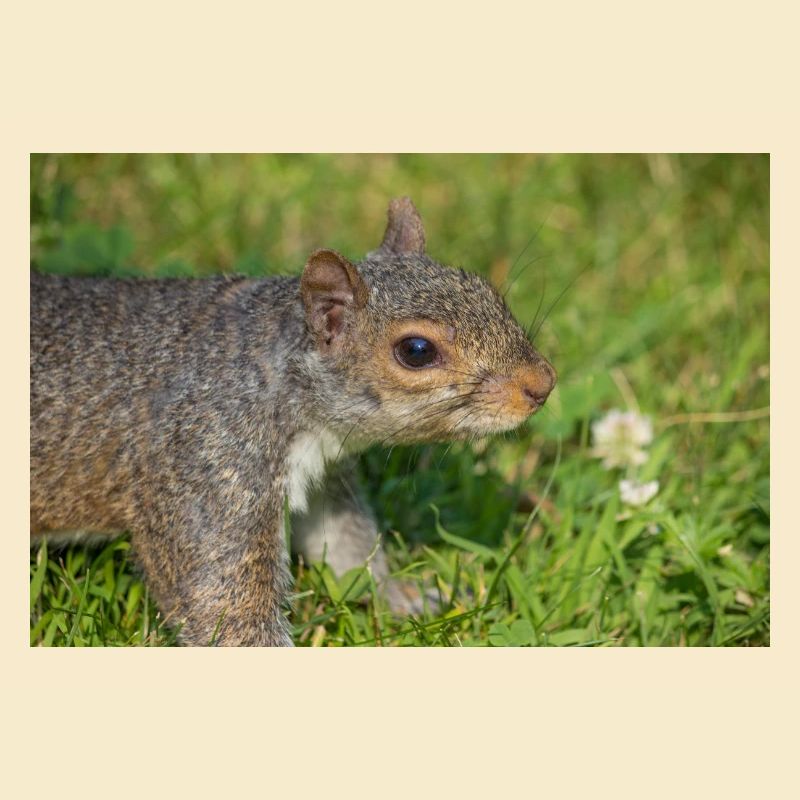 Écureuil gris Grauhörnchen Sciurus carolinensis