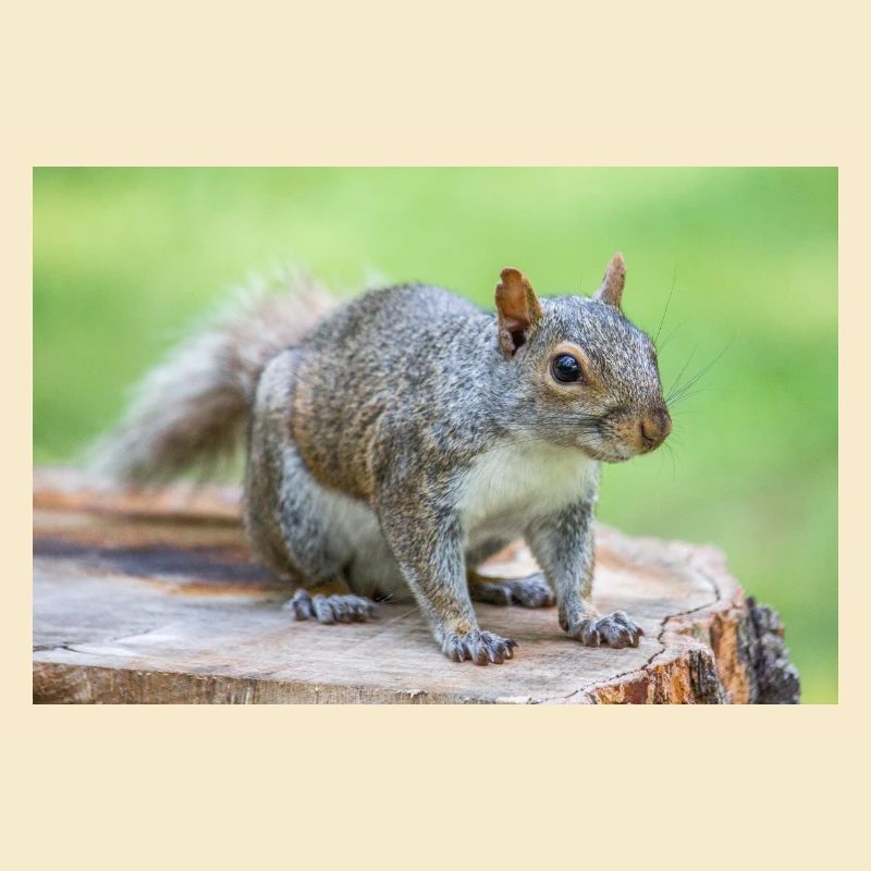 Grauhörnchen Sciurus carolinensis