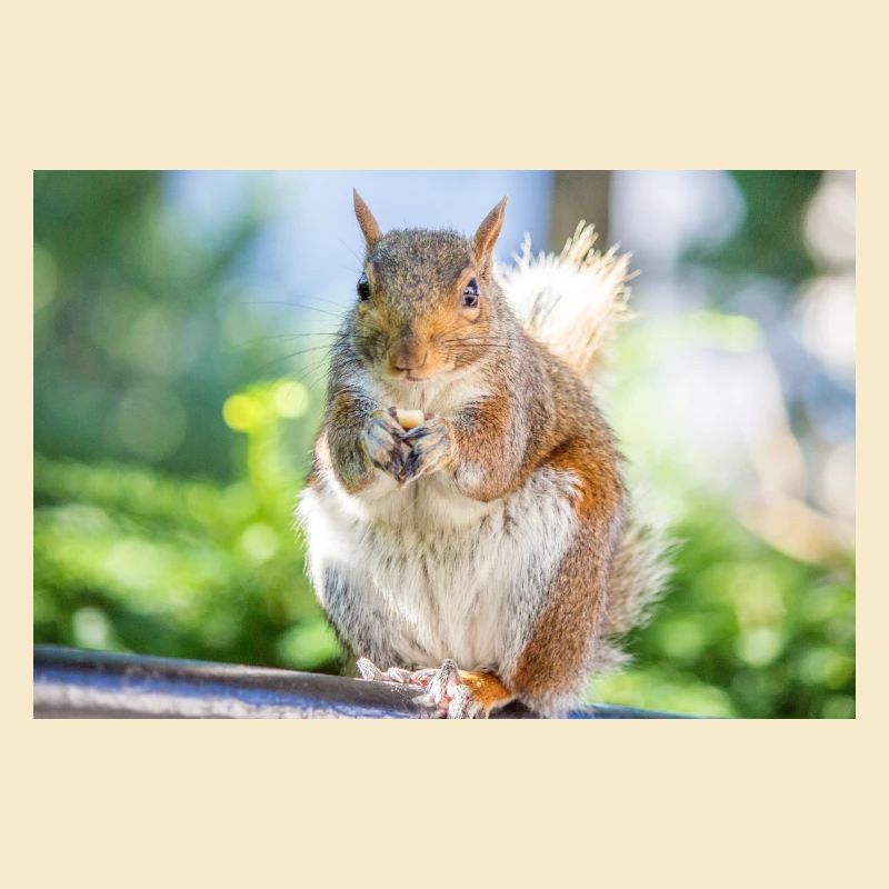 Essen Grauhörnchen Grauhörnchen Sciurus carolin