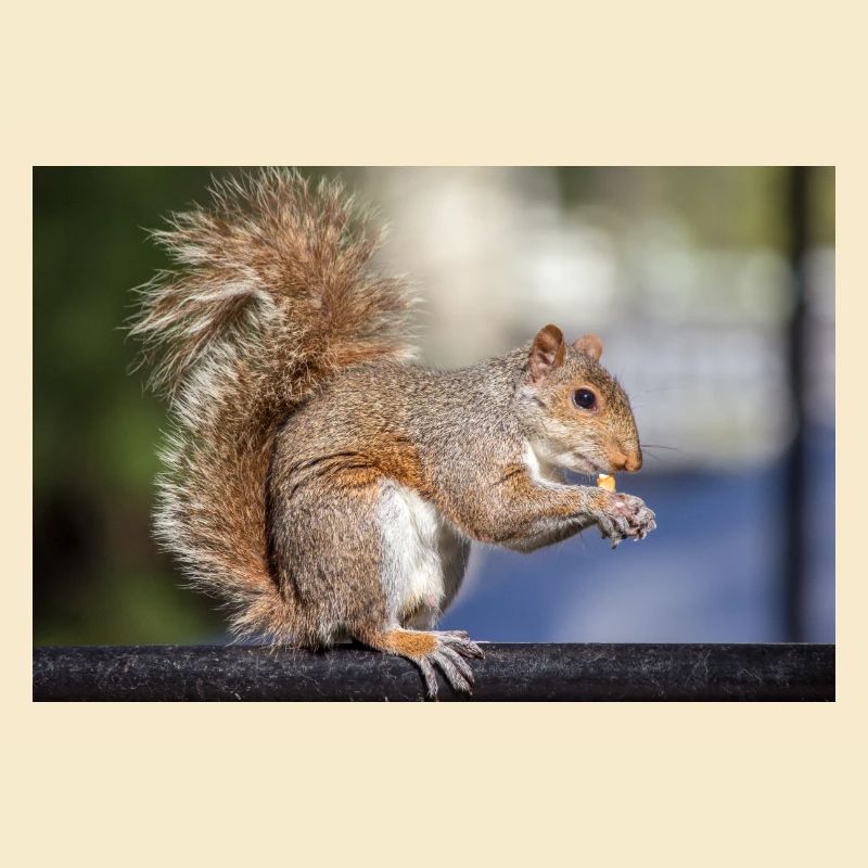 Eating Grey squirrel (in german Grauhörnchen)