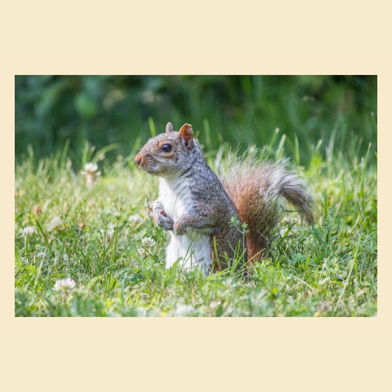 Standing grey squirrel (Sciurus carolinensis) grey