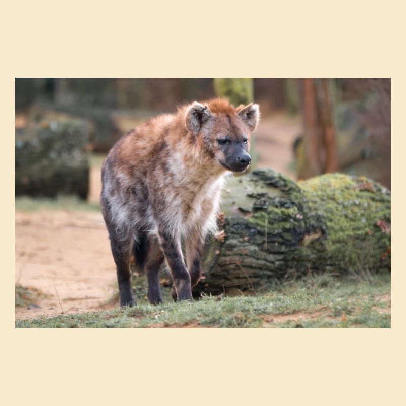 Hyäne oder Hyäne oder Harpyie (auf Deutsch Hyäne) Hyäne