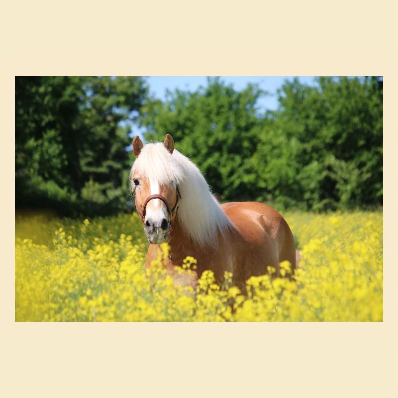 Haflinger im Raps