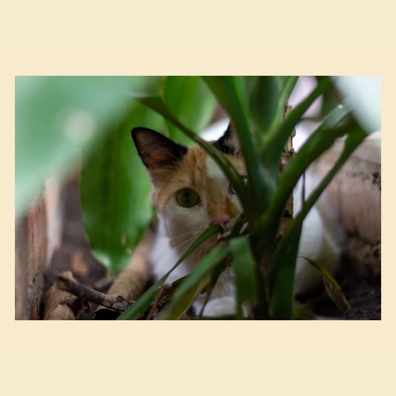 le chat au doux regard