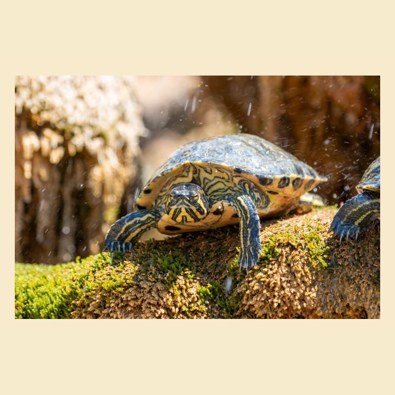 Trachemys scripta scripta scripta