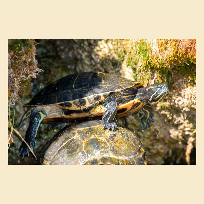 Gelbbauch-Slider Trachemys scripta scripta