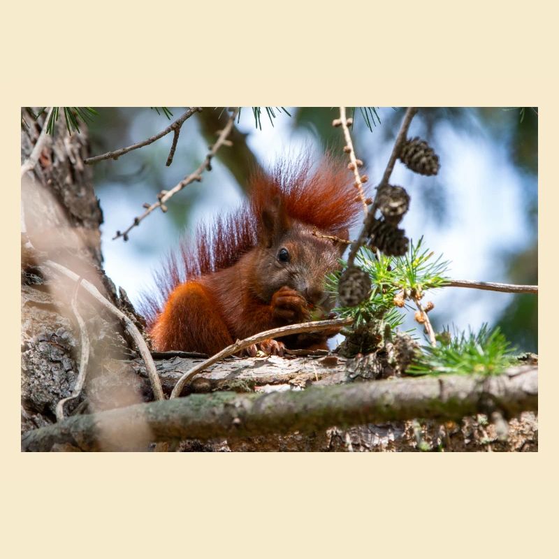 Eichhörnchen Sciurus