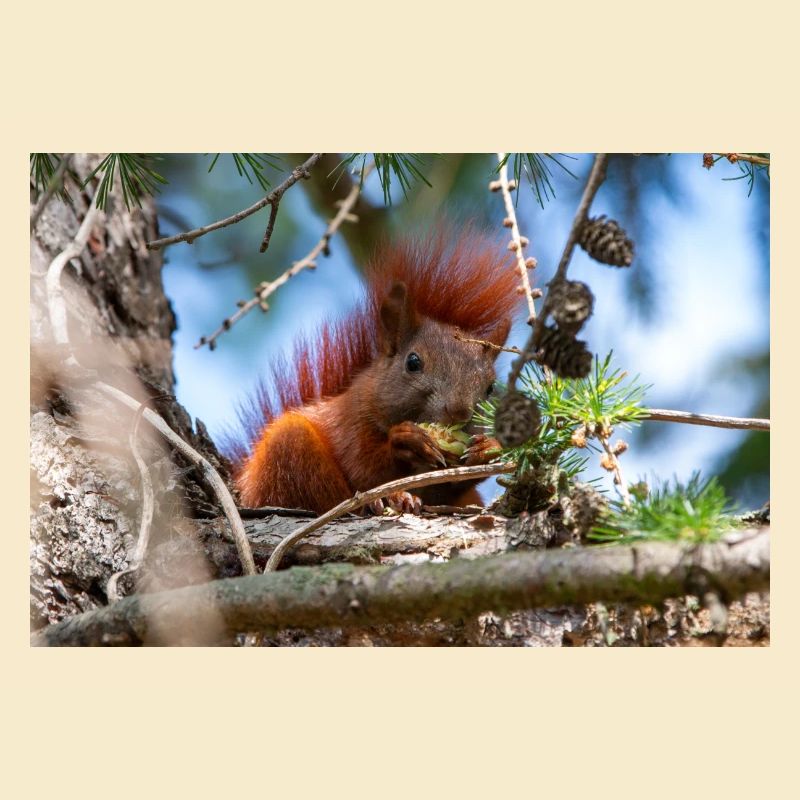 squirrel (in german Eichhörnchen) Sciurus