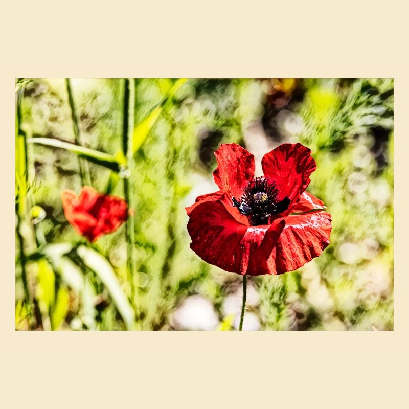 Mohnblumen