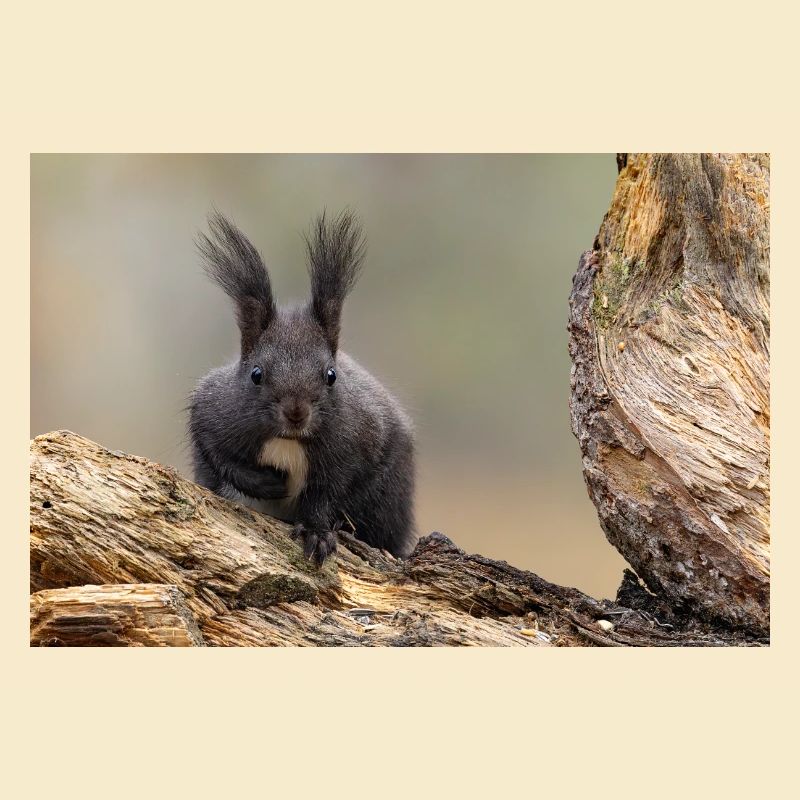 Oachkatzl / Eichhörnchen