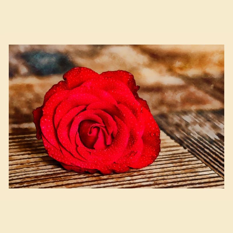 Rote Rose