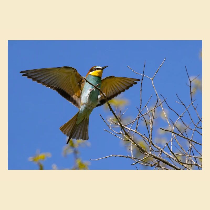 Bee-eater