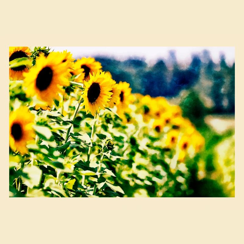 Tournesols