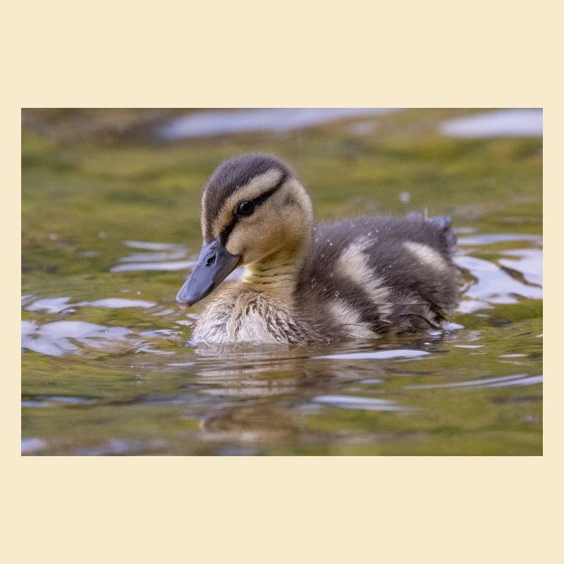 Duck chicks