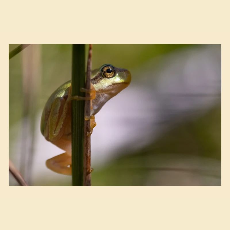 Laubfrosch