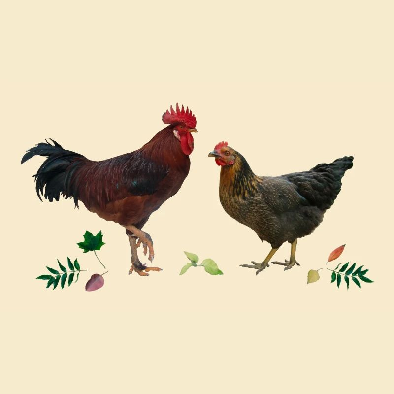 Hahn und Huhn