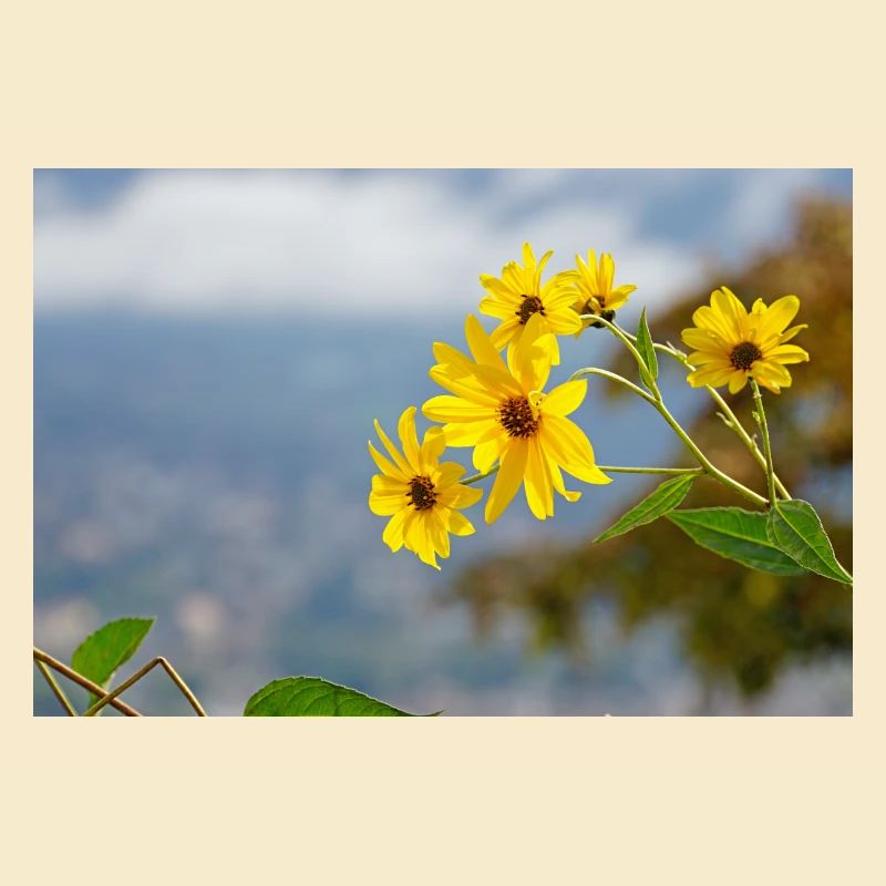 Blume 1