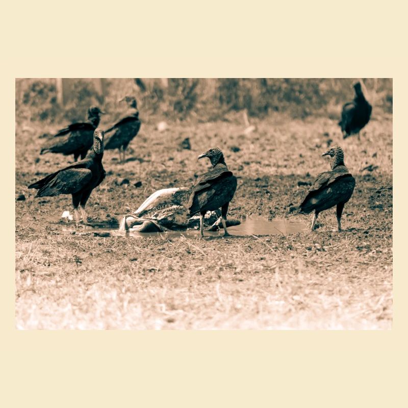 Vultures