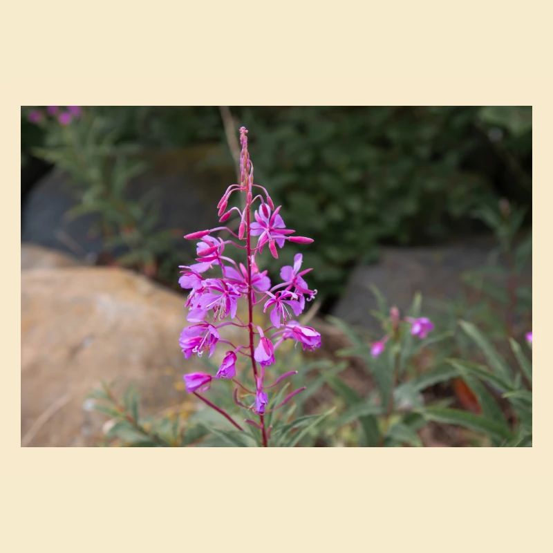 fireweed also willow herb also rosebay willowherb