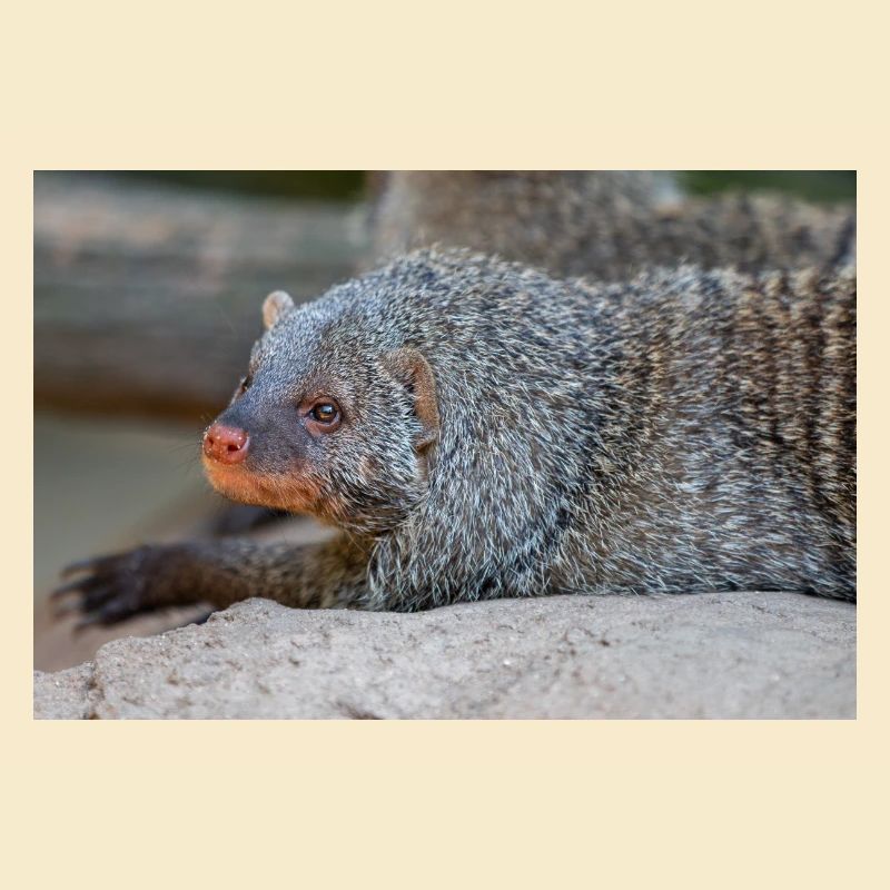 Gebänderte Manguste oder Zebramanguste Zebramanguste