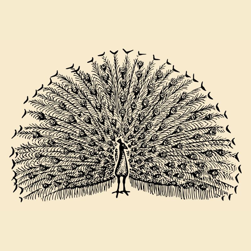 Pfau