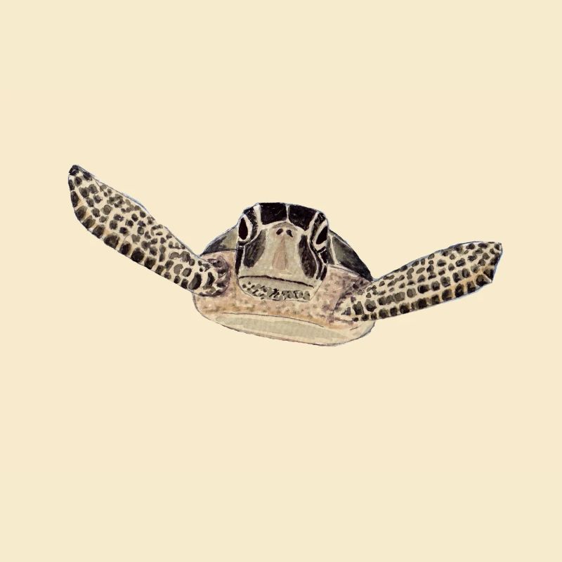 Schildkröte 2