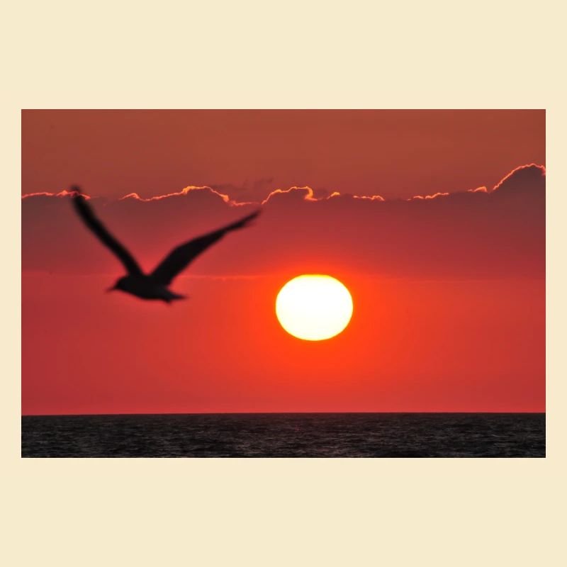 Abendrot mit Möwe