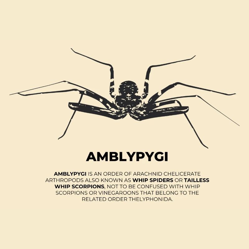 Geißelspinne - Amblypygi