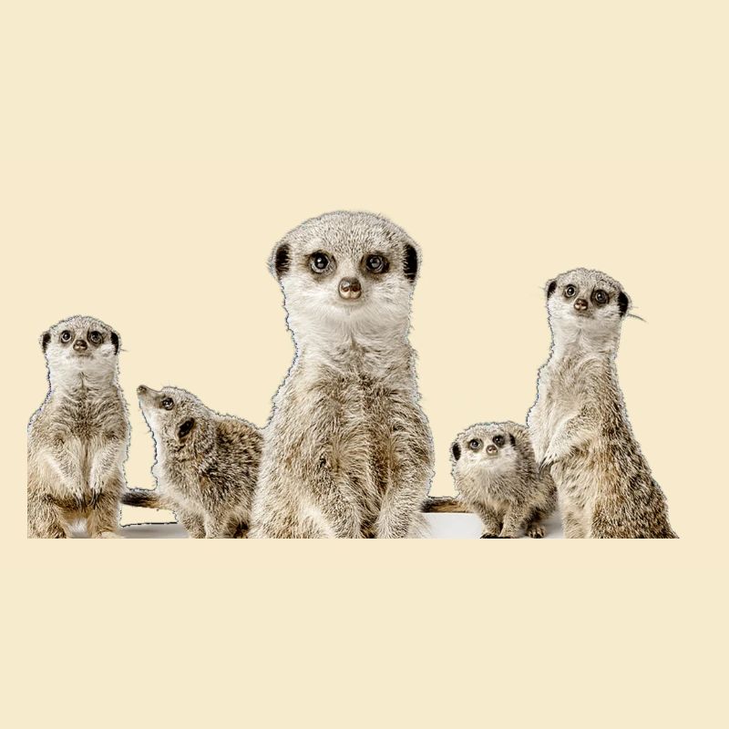 Famille de suricates