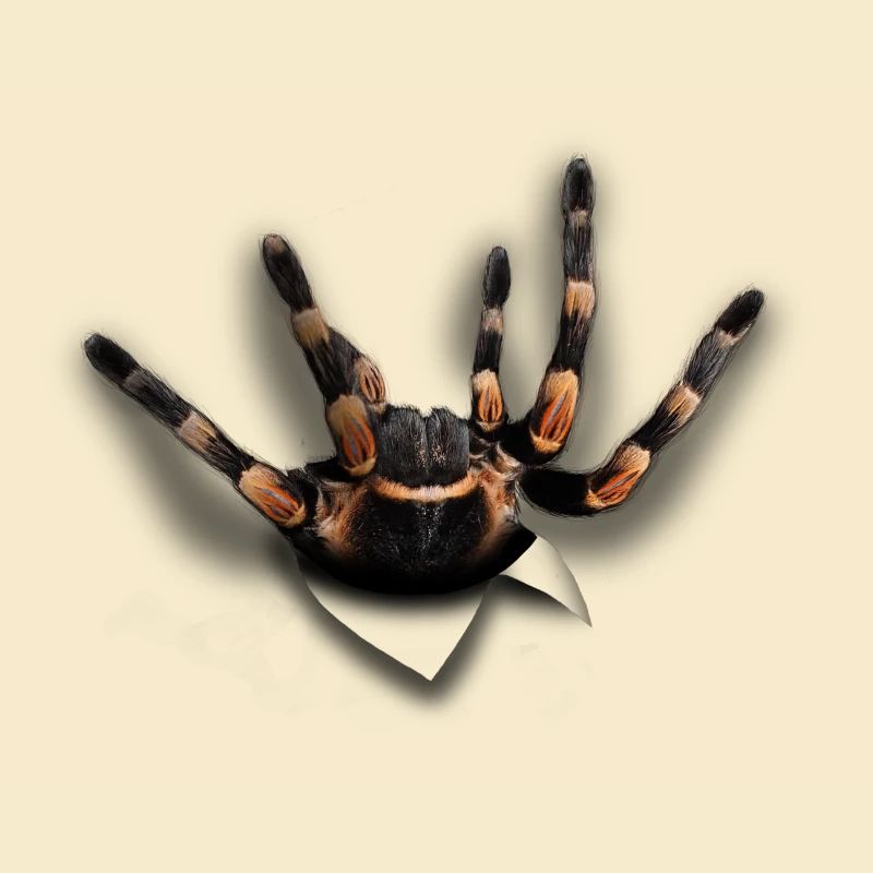 Spinne