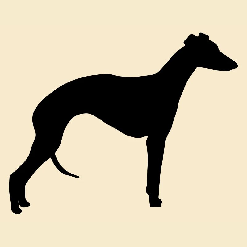 Whippet