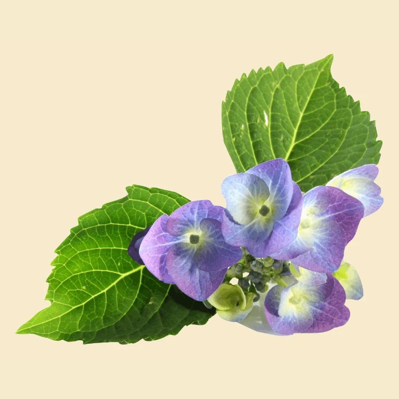 fleur