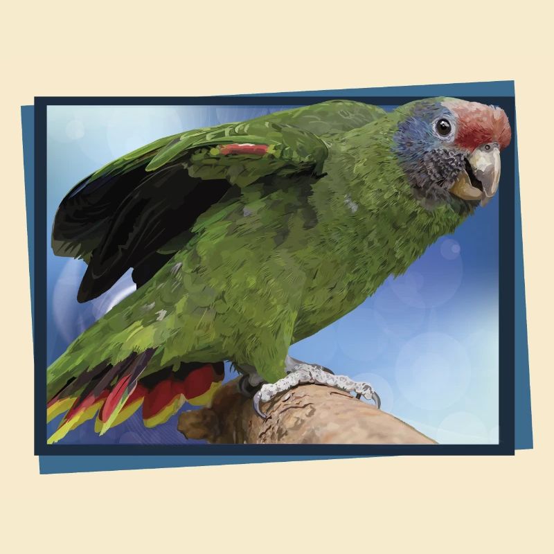 The Red-tailed Parrot