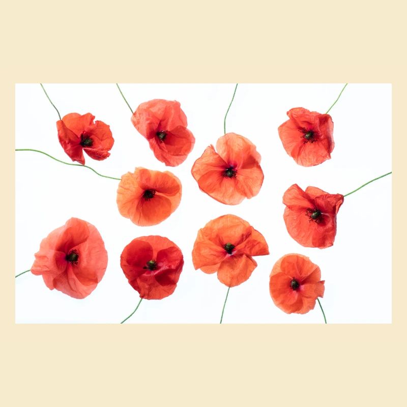 MOHNBLUME Rot Weiss