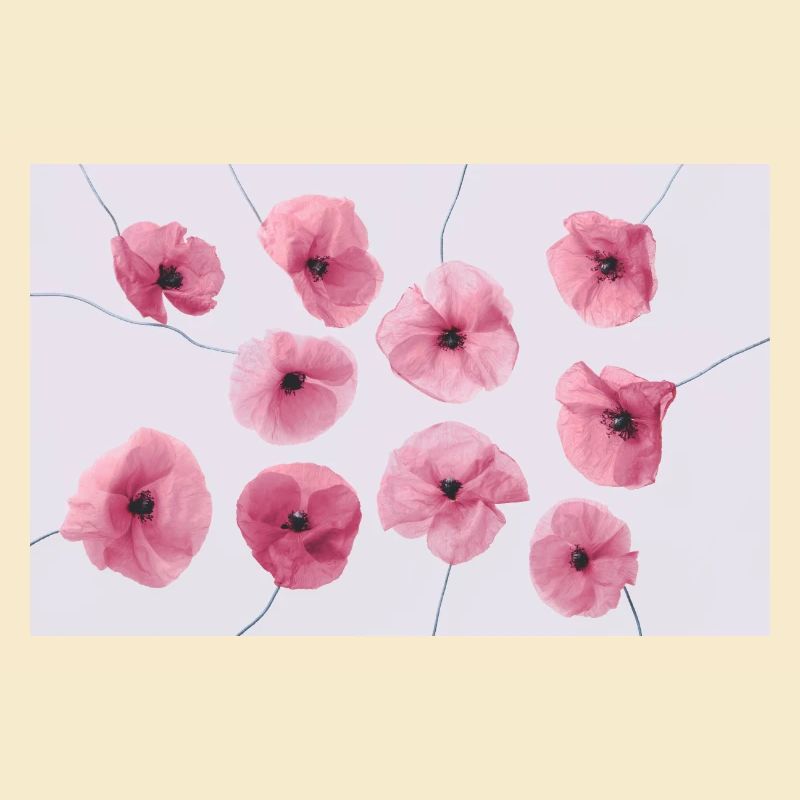MOHNBLUME Pink Rot