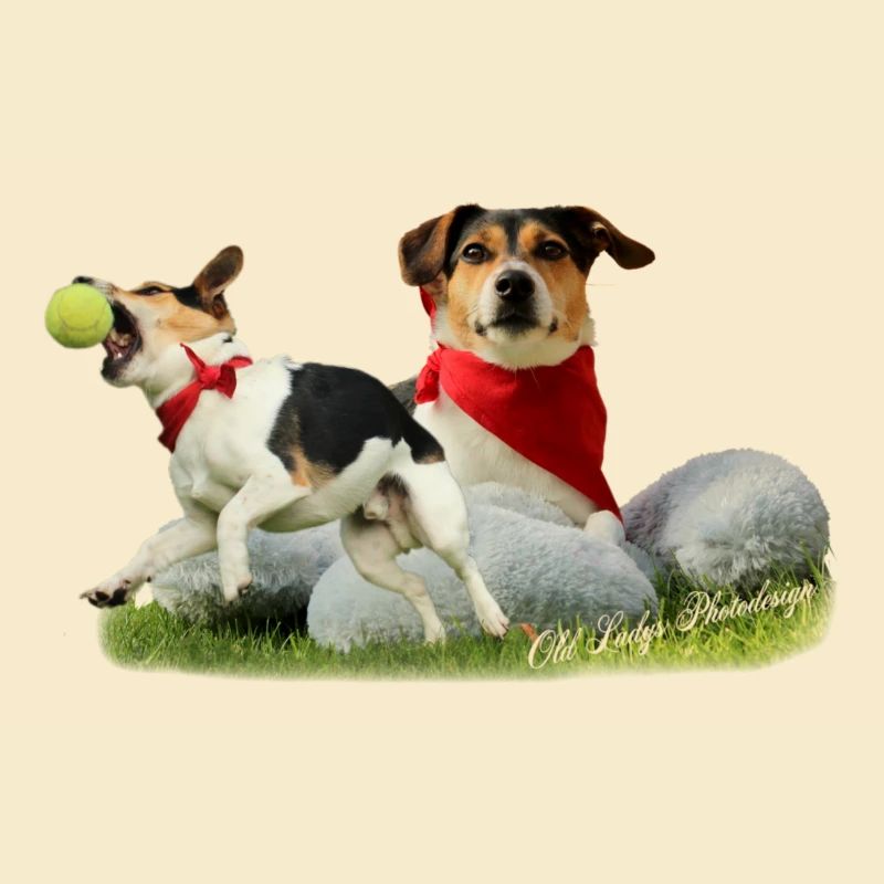 Jack Russel Terrier