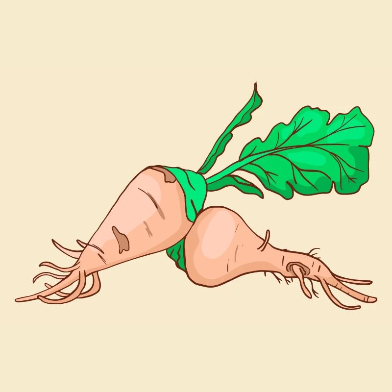 Sugar beet sugar beet