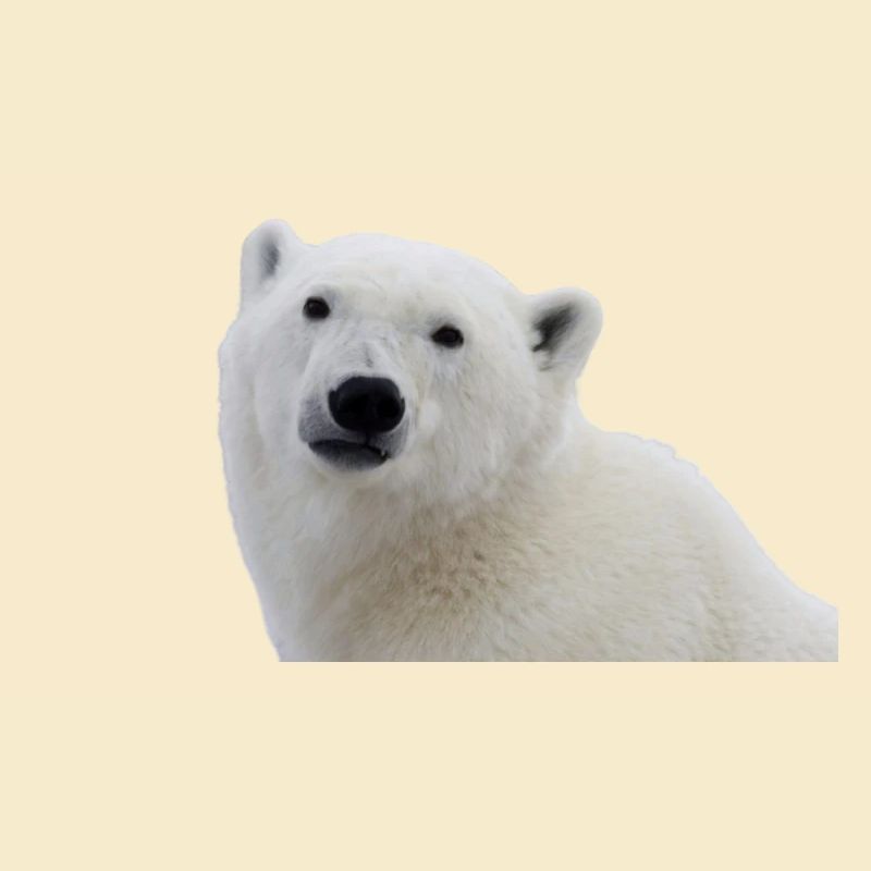 Eisbären