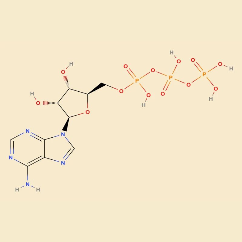 Adenosine triphosphate Molecule - Colored Structur