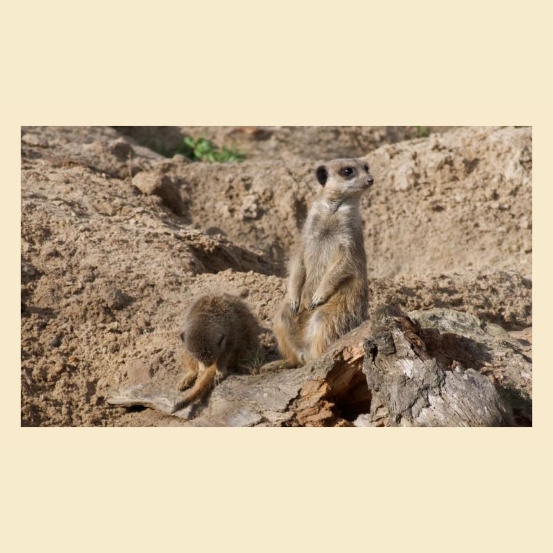 Zwei Erdmännchen