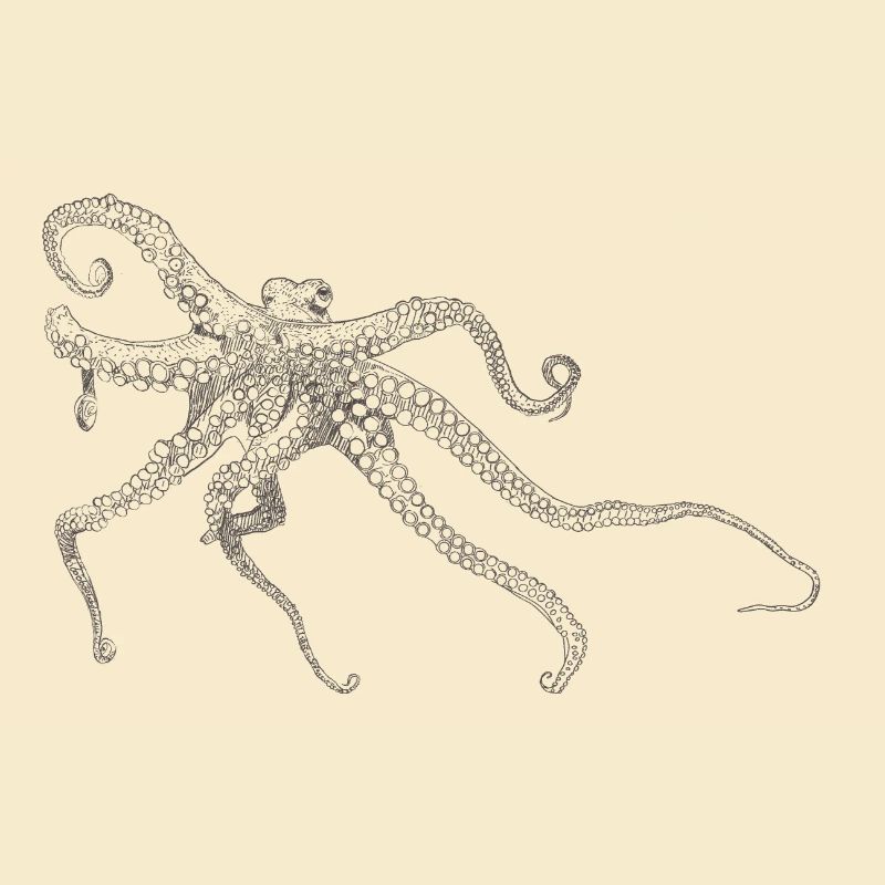 Oktopus