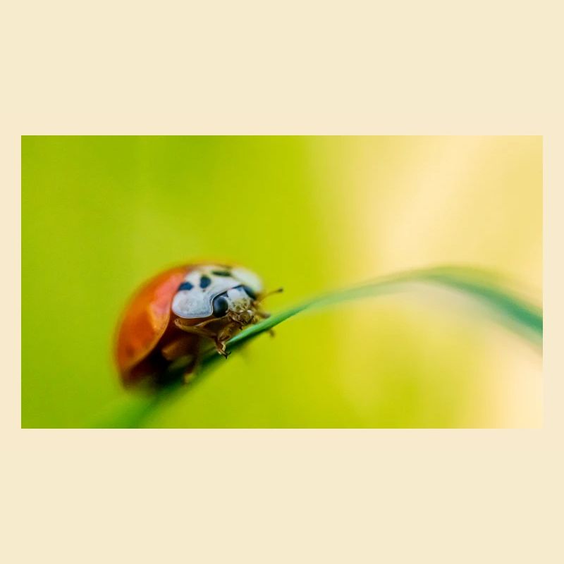 ladybug